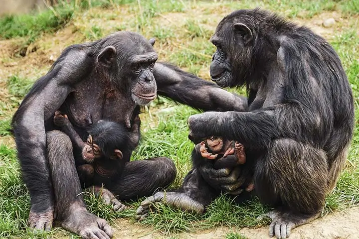Chimpanzees wit Babies